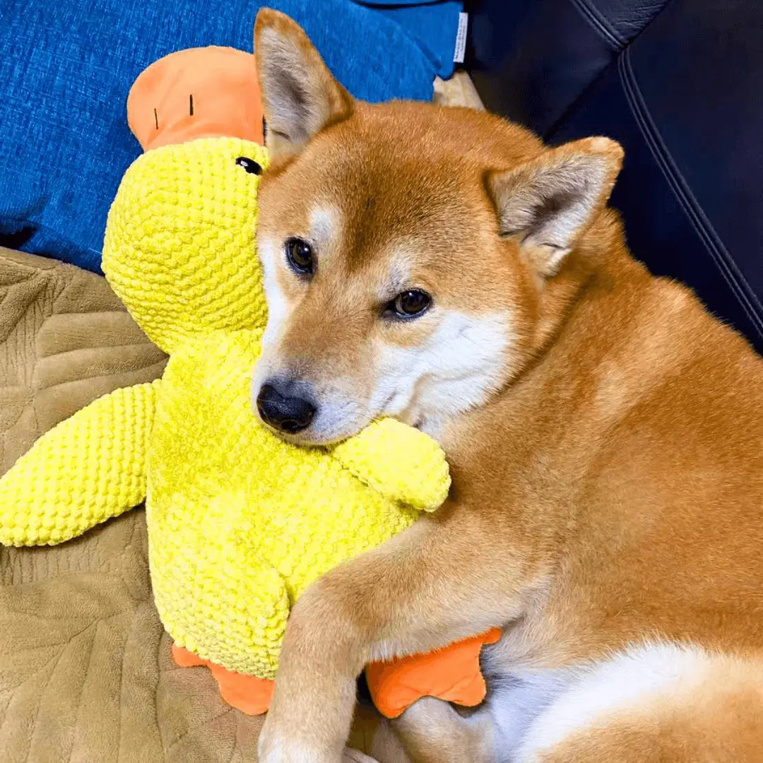 calming-duck-toy-by-wowpetsmart-647545.webp