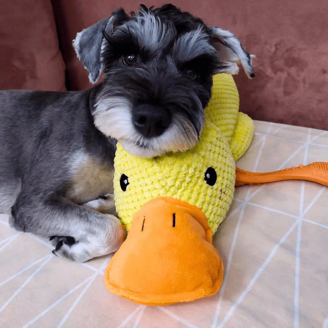calming-duck-toy-by-wowpetsmart-668379.webp