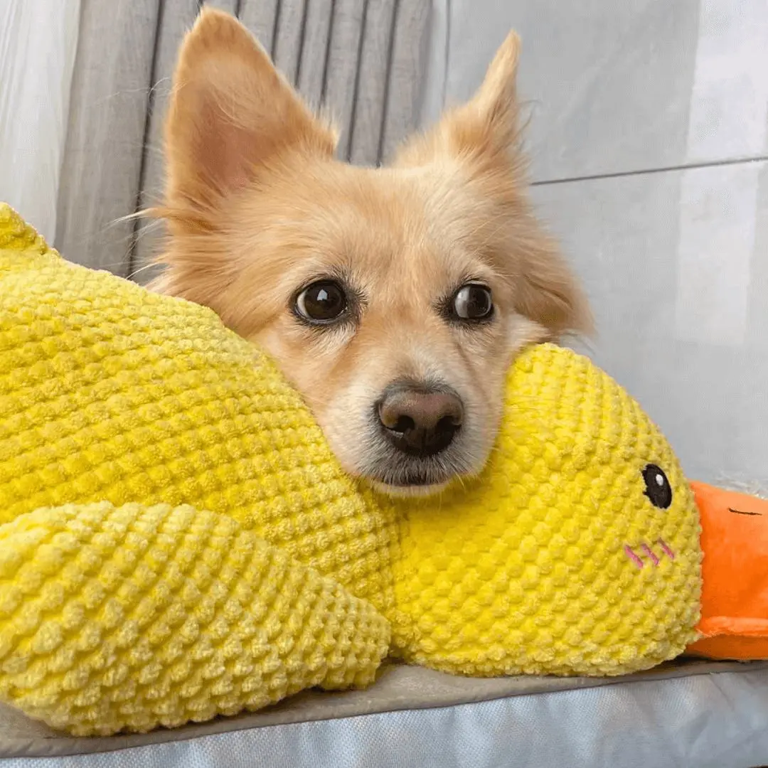calming-duck-toy-by-wowpetsmart-817069.webp