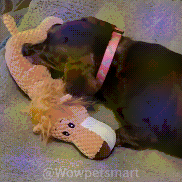 ChewAnimal™- Designed for Strong Chewers – 🚨 Limited-Time Offer: Today only. buy one ChewAnimal™ and get one FREE!