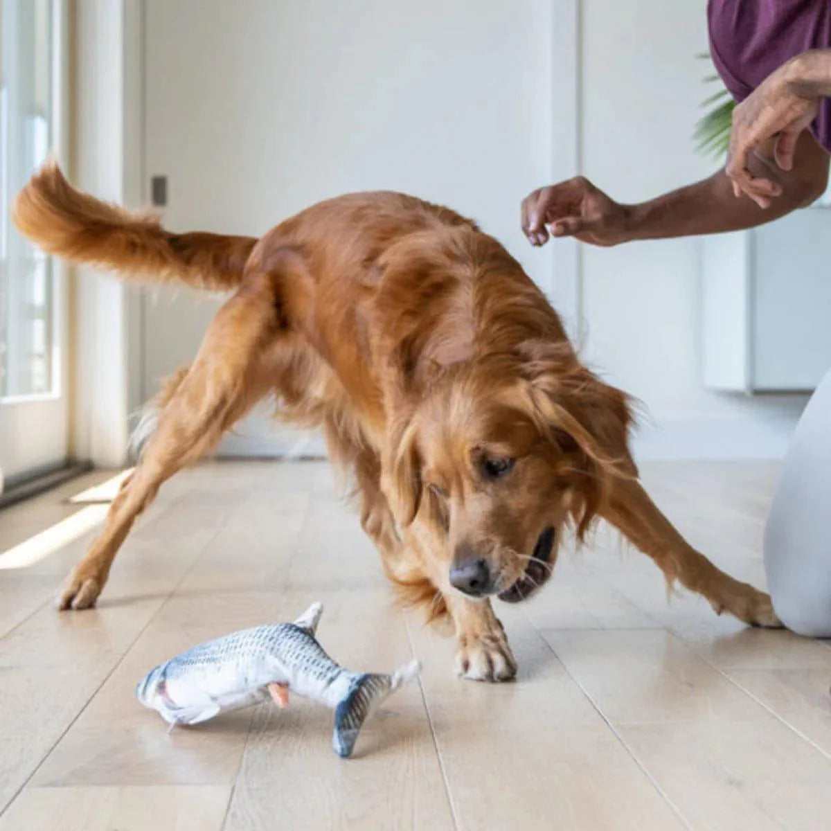 golden-retriever-playing-with-floppy-fish-dog-toy.jpg