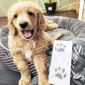 inkless-pet-paw-print-kit-4_300x_542877ad-2146-4781-a0f4-f1e50fc8c11b-561375.jpg