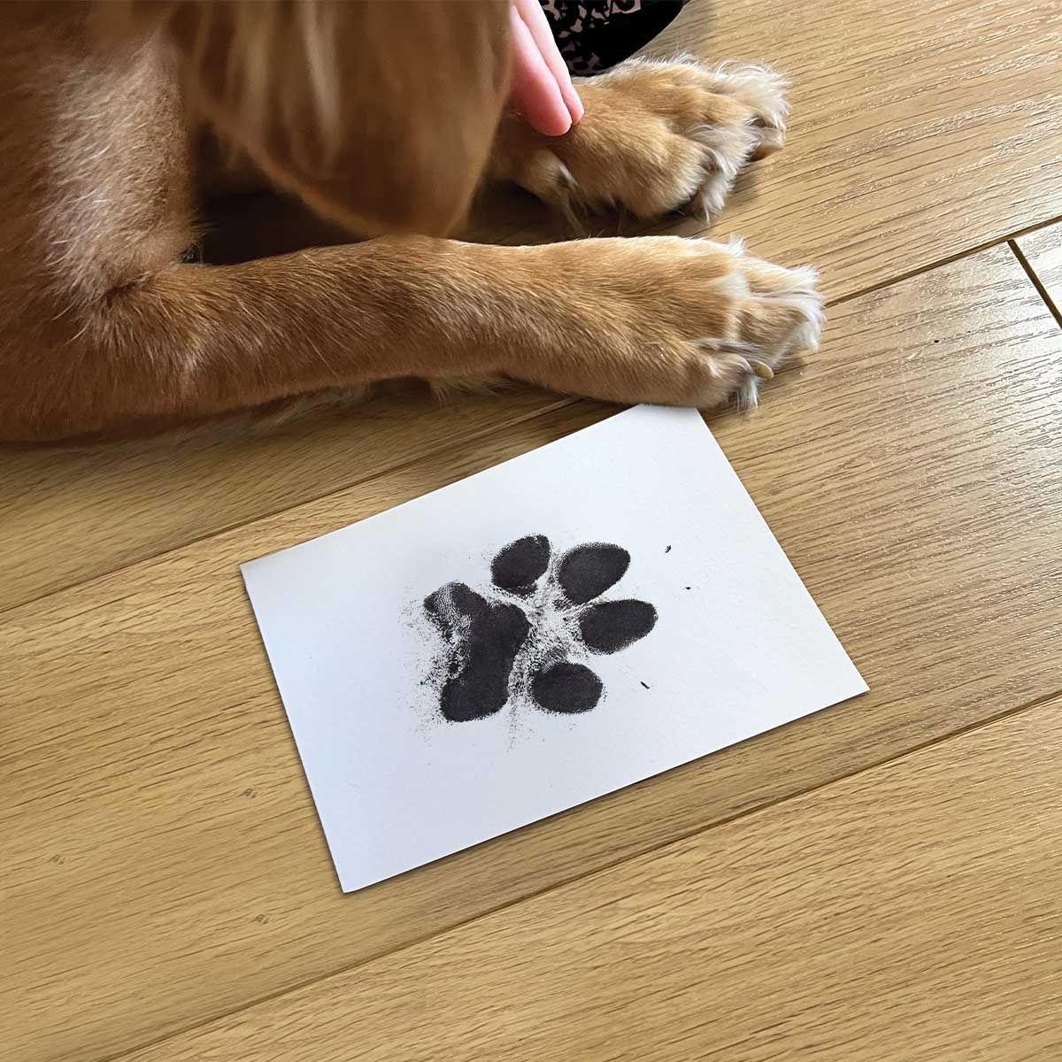 pet-paw-print-ink-kit_1.jpg