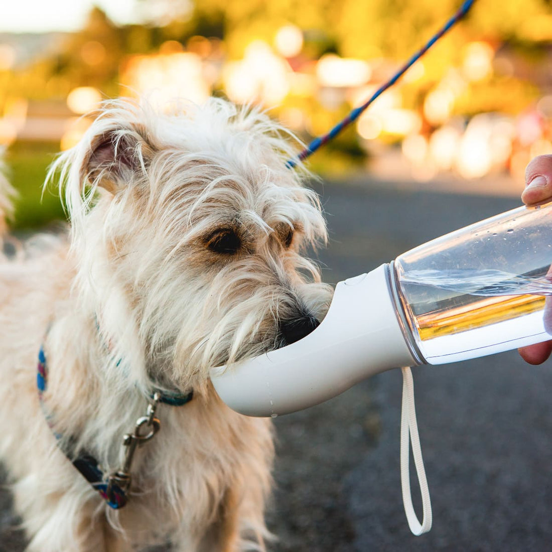 product_d_e_designstuff-thirsty-dog-water-bottle-pet-accessories-08_1_1100x_d36feefb-a821-4a0c-9642-e48e2369b5f4.jpg