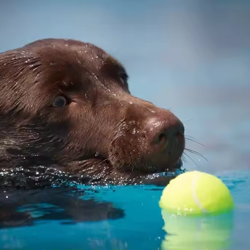 Interactive Dog Tennis Ball – Training, Chew & Fetch Toy for Active Dogs(Buy one get one free)