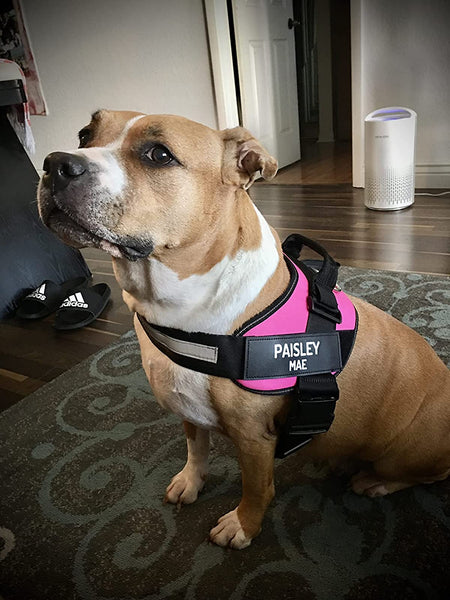 No Pull Dog Harness
