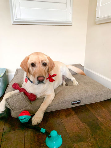 TugToy™ - Primal Suction Tug Toy