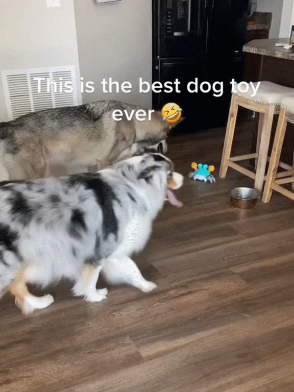 Interactive Crawling Crab™