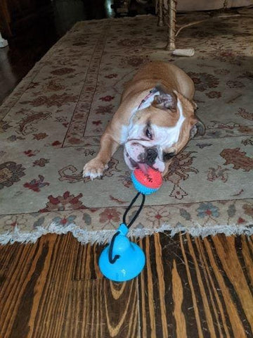 TugToy™ - Primal Suction Tug Toy